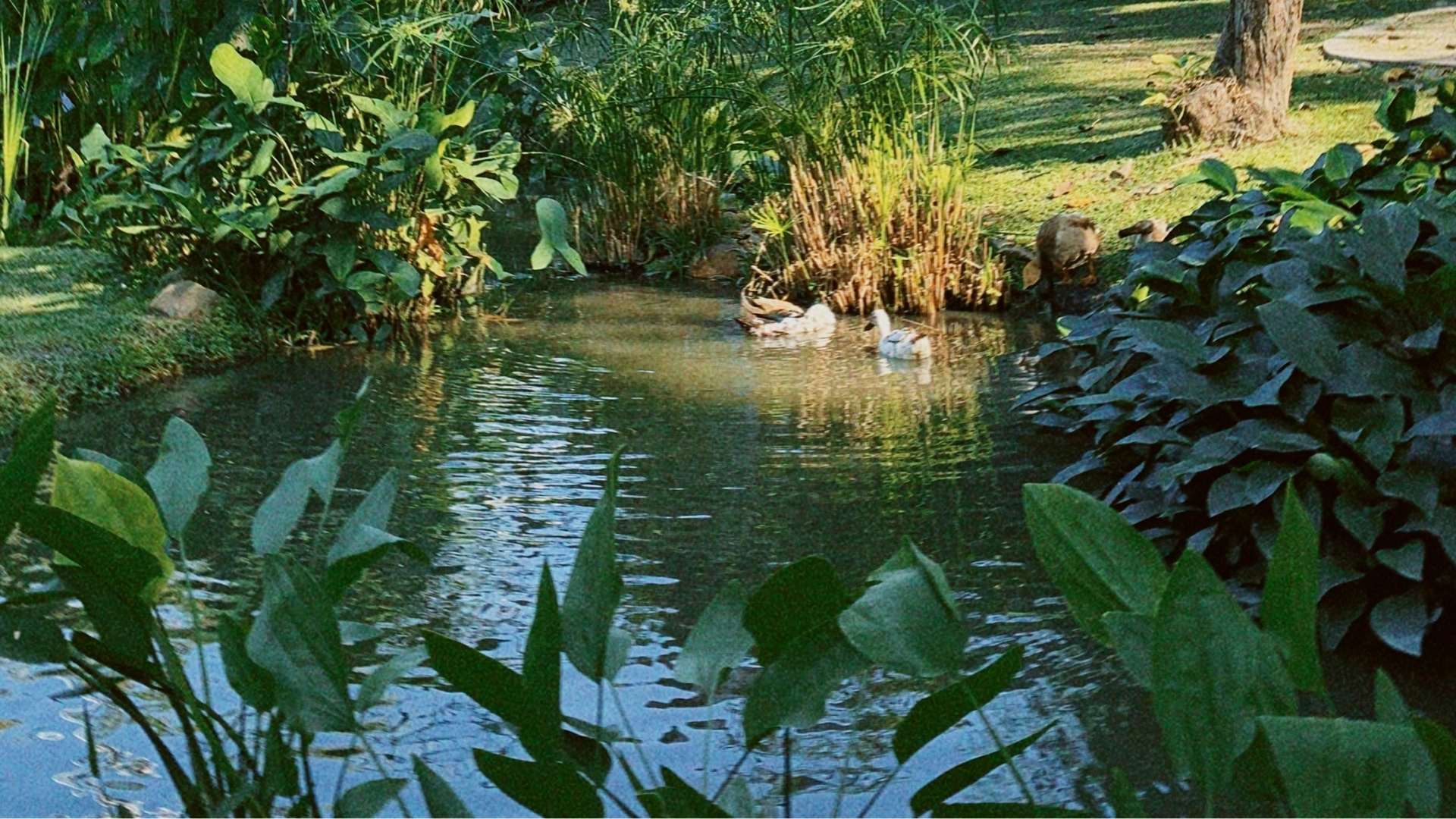 Ponds